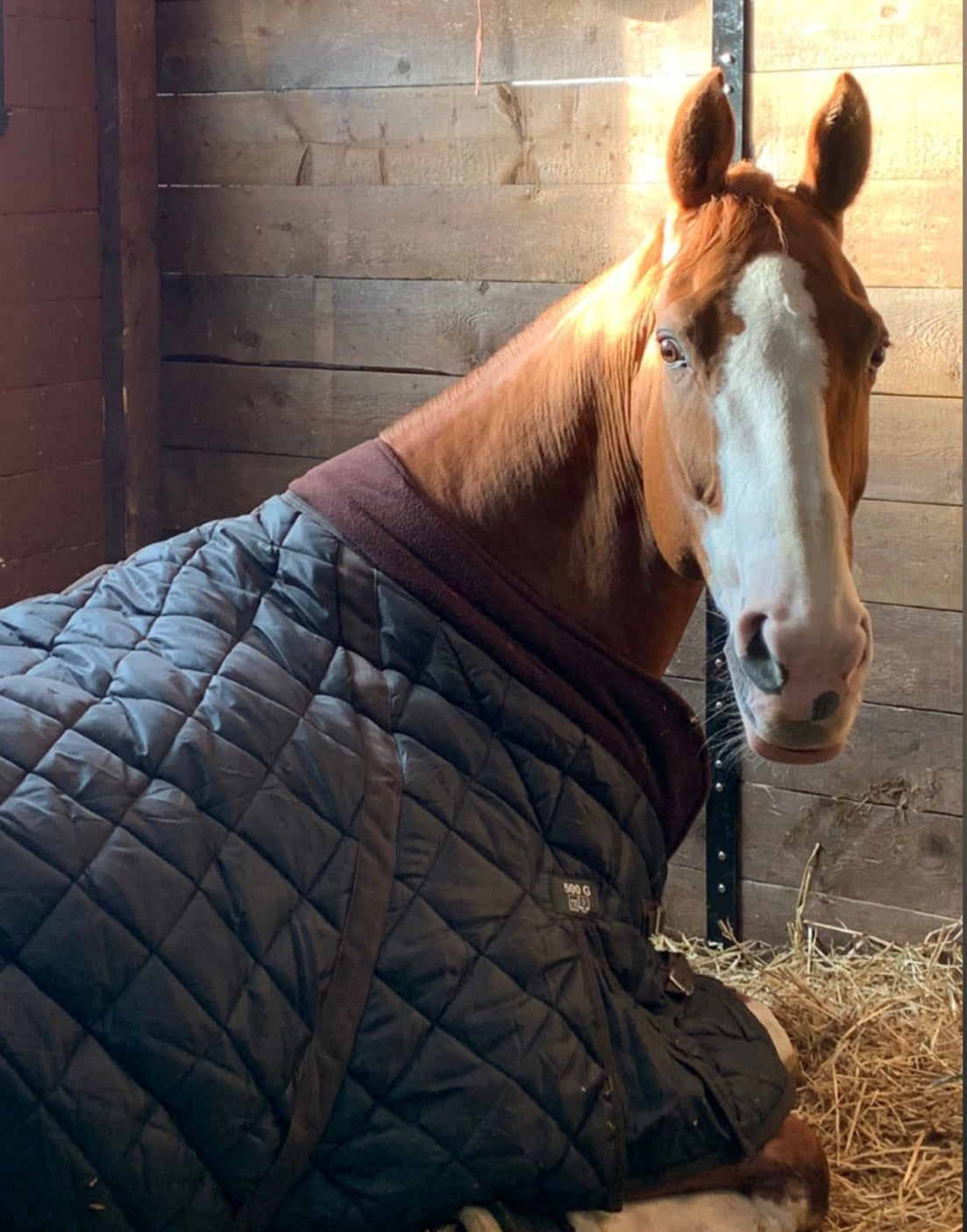 Couverture D'hiver Cheval Schneiders - Verte - Avec Capuche - Taille Medium