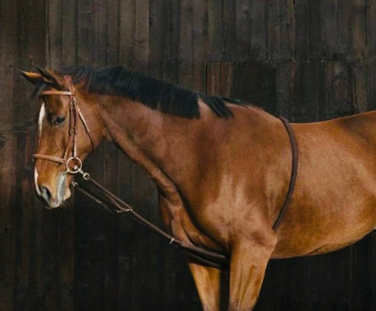 Enrênement ajustable gr. Full/Cheval *NEUF*