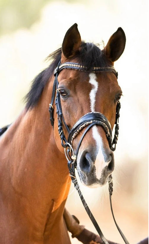 Bride dressage de collection Halter Ego